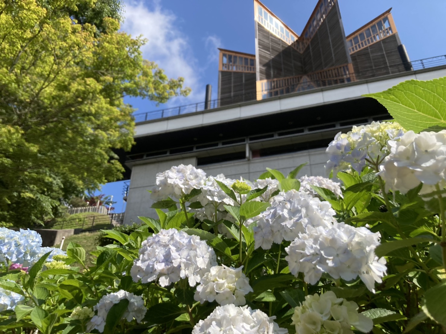 6月1日発行 寺報 妙乃見山 日蓮宗霊場 能勢妙見山